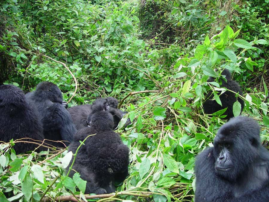 From Kigali: 2-Day Gorilla Trek: Bwindi Nat Park - What to pack for a nettle-and-ant trek