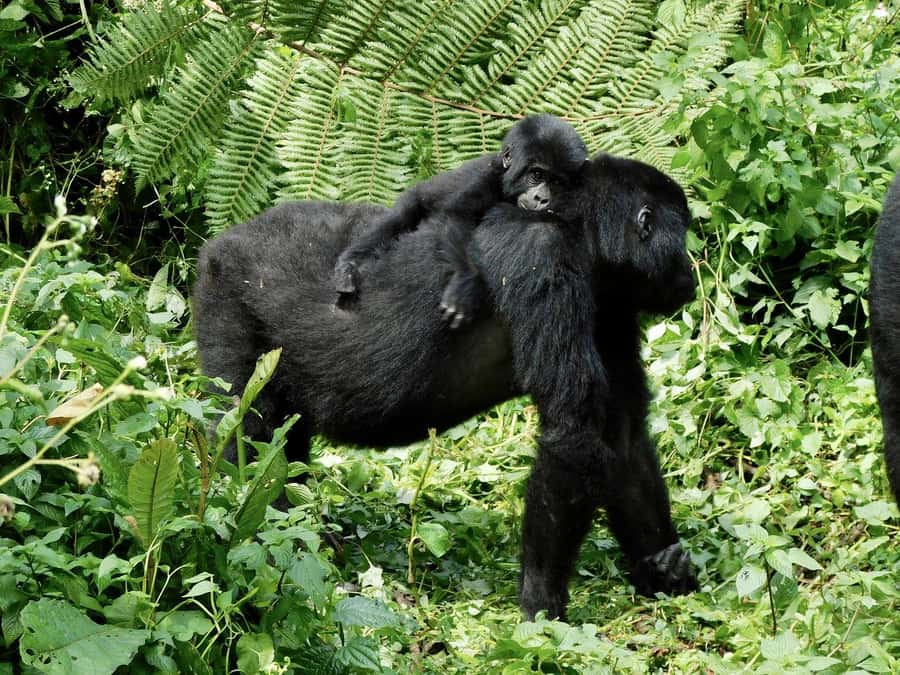 From Kigali: 2-Day Gorilla Trek in Bwindi - Key things to know before you go