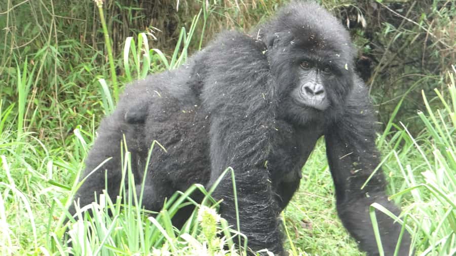 From Kigali: 2-Day Gorilla Trek in Bwindi - From Kigali to Bwindi: the road part that actually matters