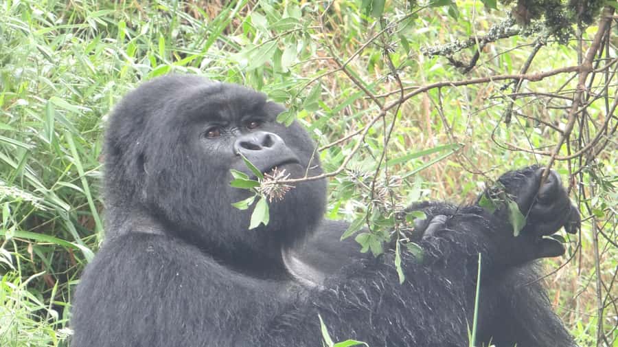 From Kigali: 2-Day Gorilla Trek in Bwindi - Day 1: crossing over and landing in Bwindi for a smooth start