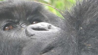From Kigali: 2-Day Gorilla Trek in Bwindi - Whatâs included on the Uganda side (and what youâll pay for yourself)