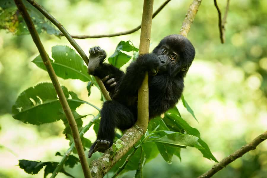 From Kigali: 2-Day Gorilla Trek in Bwindi - Day 2: the ranger briefing, gorilla etiquette, and the tracking game