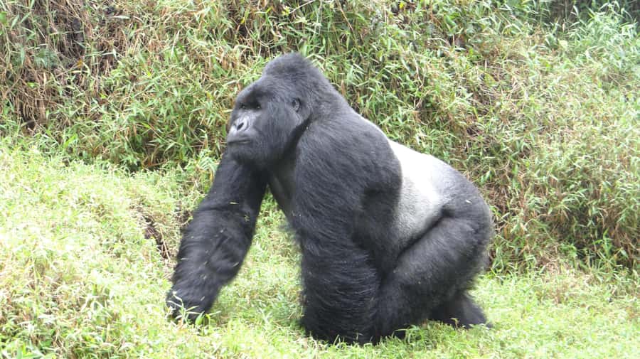 From Kigali: 2-Day Gorilla Trek in Bwindi - How the guides and meeting point setup lowers stress