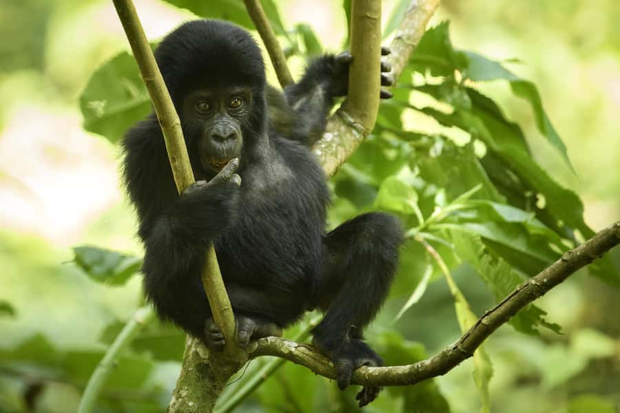 From Kigali: 2-Day Gorilla Trek in Bwindi - Price and logistics: when the package price is only part of the story