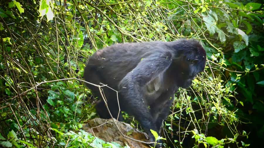 From Kigali: 2-Day Gorilla Trek in Bwindi - Who this trip fits best (and who should rethink)