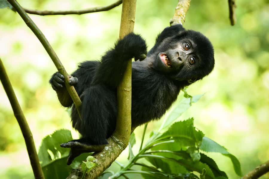 From Kigali: 2-Day Gorilla Trek in Bwindi - Should you book the Kigali to Bwindi 2-Day Gorilla Trek?