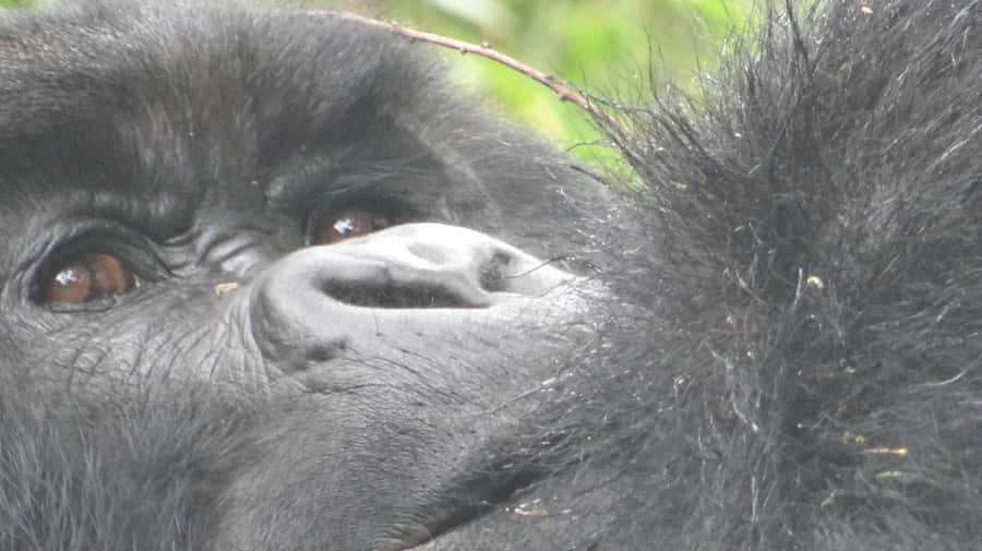 From Kigali: 2-Day Gorilla Trek in Bwindi - What’s included on the Uganda side (and what you’ll pay for yourself)