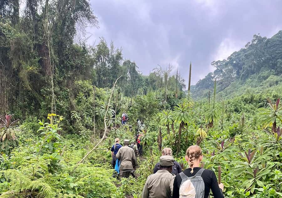 From Kigali: Bisoke Summit Trek, Crater Lake 1 Day Safari - Kigali to Volcanoes National Park: the early start that actually pays off