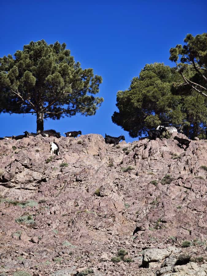 From Marrakech: Aourirt N’ouassif Summit Day Hike & Trek - Price and value: what $79 really covers