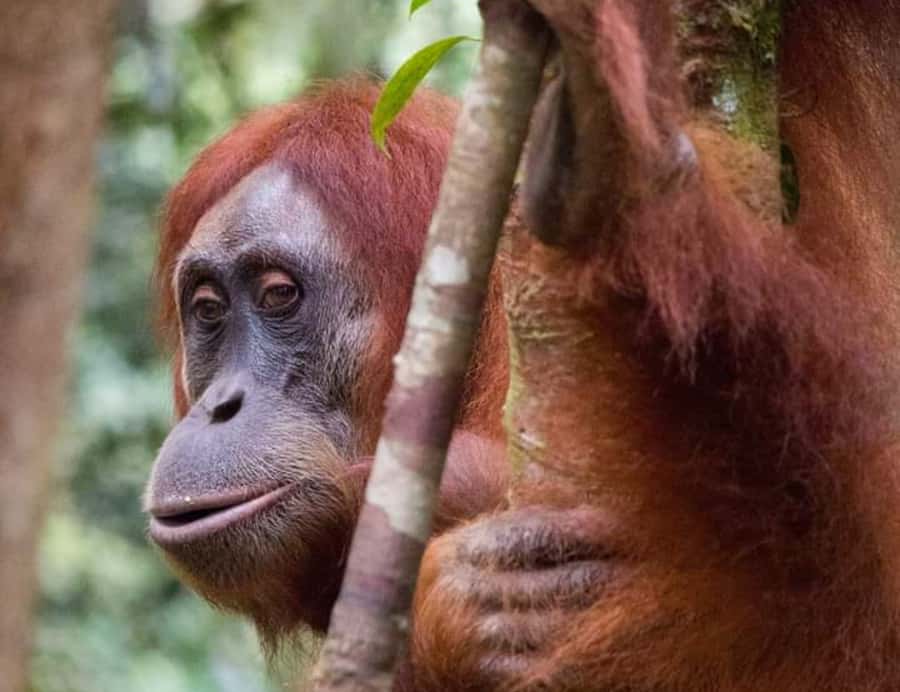 From Medan: Magnificent View & Jungle Trekking in Sumatra - Key Things That Make This Sumatra Trek Worth Considering