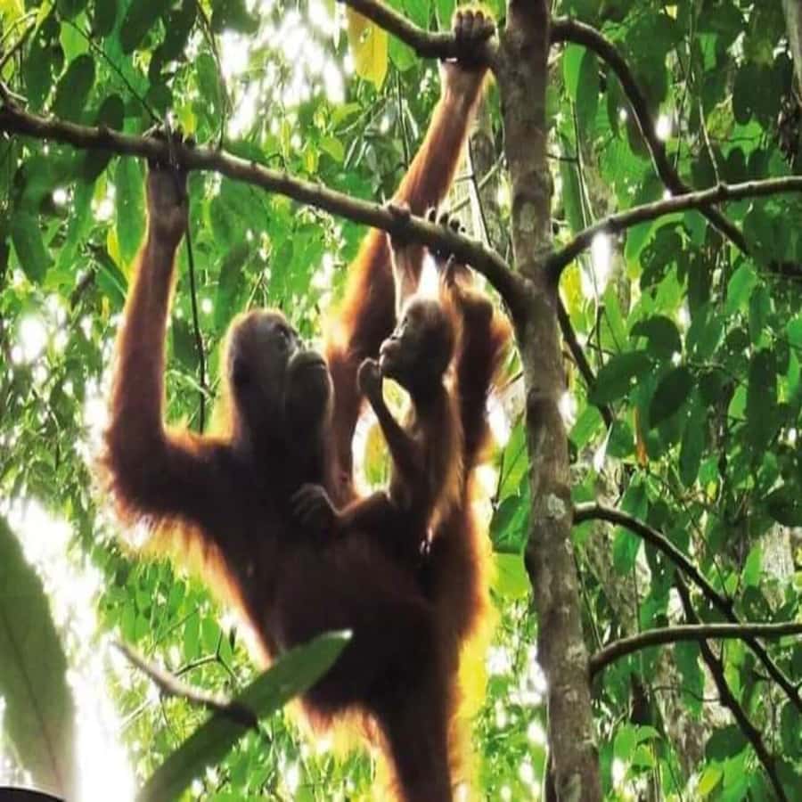 From Medan: Magnificent View & Jungle Trekking in Sumatra - Bukit Lawang to Mount Leuser: What You’re Really Signing Up For