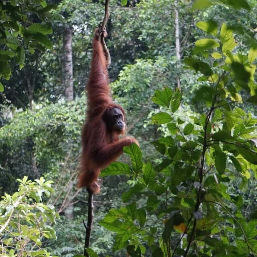 From Medan: Magnificent View & Jungle Trekking in Sumatra - Orangutans and Jungle Wildlife: How to Manage the Real Odds