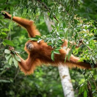 From Medan: Magnificent View & Jungle Trekking in Sumatra - Entering the Jungle on a 4-Day Rhythm