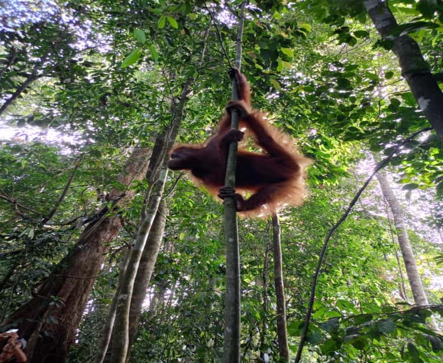 From Medan: Magnificent View & Jungle Trekking in Sumatra - Bahorok River Swims and River Tubing: The Water Part You’ll Feel