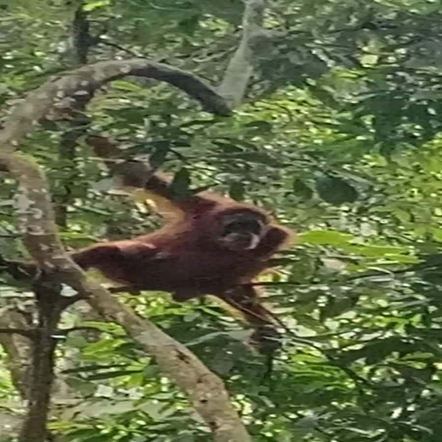 From Medan: Magnificent View & Jungle Trekking in Sumatra - The Trail Reality: Narrow Paths, Big Steps, and Rainforest Sleep