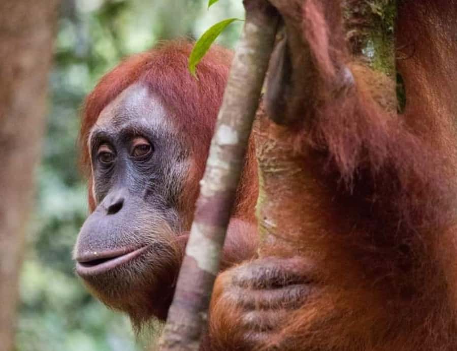 From Medan: Magnificent View & Jungle Trekking in Sumatra - Price and Value: Why $287 Can Work (or Not) for You