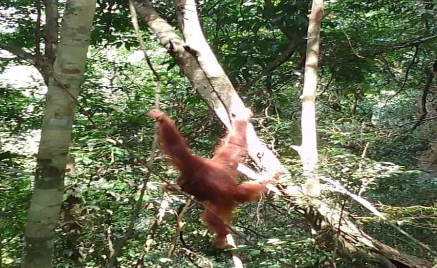 From Medan: Magnificent View & Jungle Trekking in Sumatra - Should You Book This 4-Day Mount Leuser Jungle Trek?