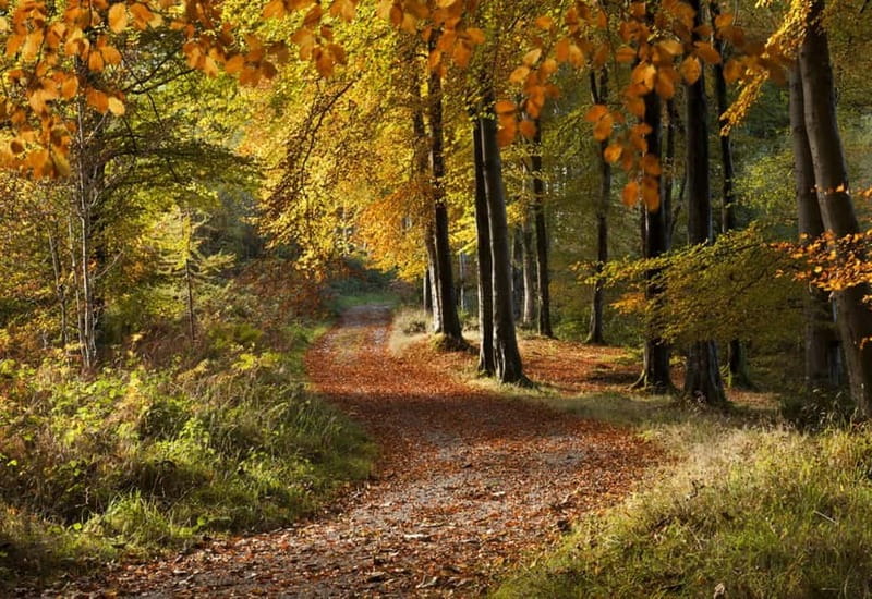 From Newcastle: Game of Thrones Tollymore Forest Trek - Entering Tollymore Forest Park, where the show’s mood begins