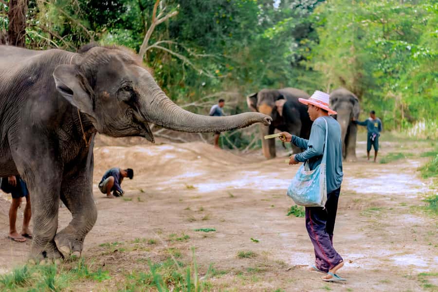 From Phuket: Ethical Elephant Interactive Trek and Tour - Key things that make this elephant day work