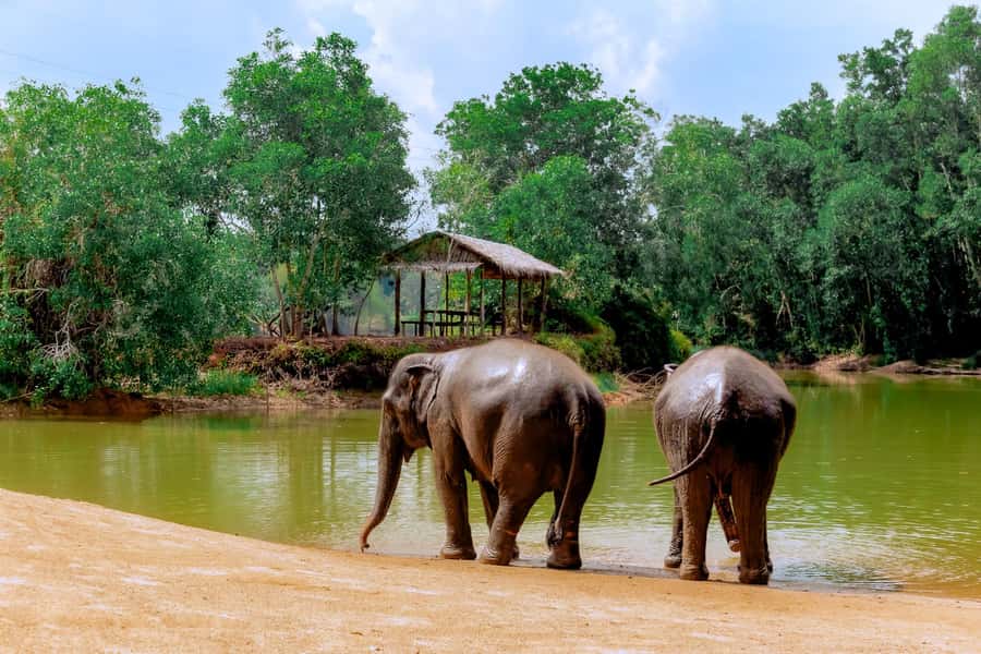 From Phuket: Ethical Elephant Interactive Trek and Tour - Ethical elephant time at Lake Phuket Elephant Sanctuary