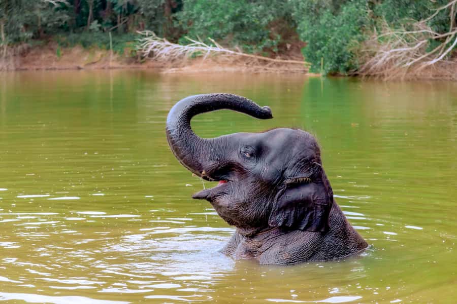 From Phuket: Ethical Elephant Interactive Trek and Tour - Arriving around 8 AM: snacks, guide, and elephant behavior basics