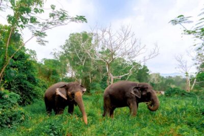 From Phuket: Ethical Elephant Interactive Trek and Tour - Phuket pickup and the early start you should plan for