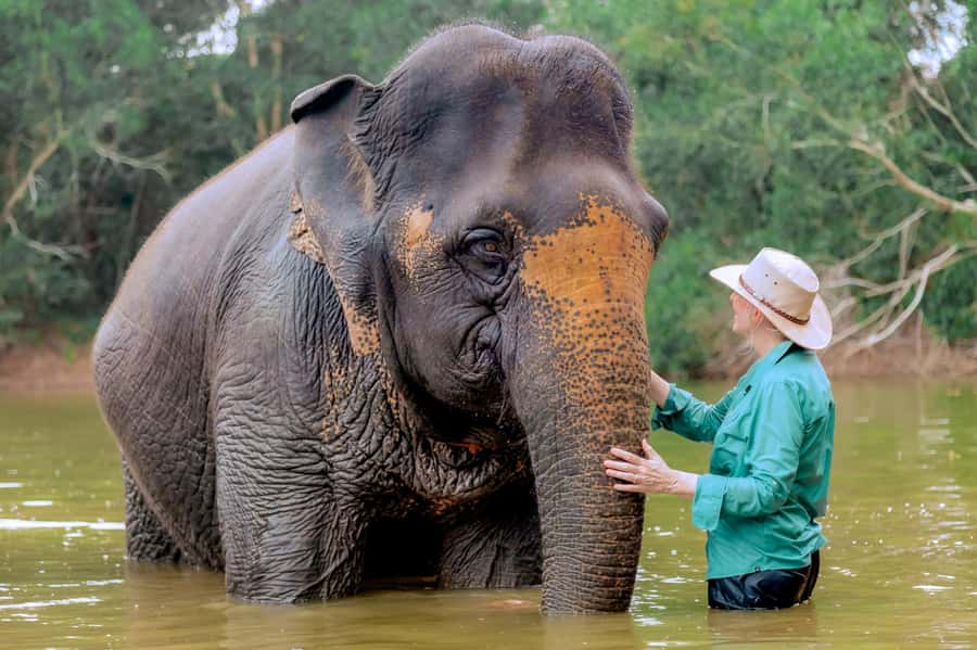 From Phuket: Ethical Elephant Interactive Trek and Tour - Feeding dietary supplements and learning what keeps elephants healthy