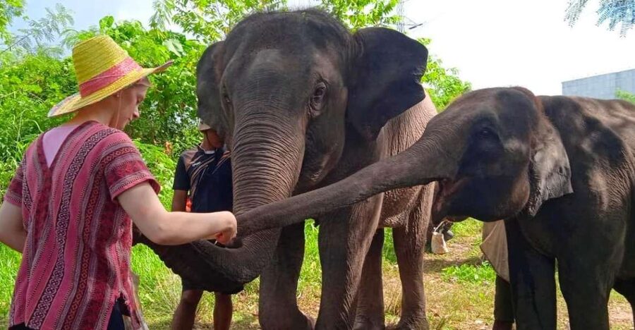 From Phuket: Ethical Elephant Interactive Trek and Tour - The mud spa: where the day turns messy in the best way