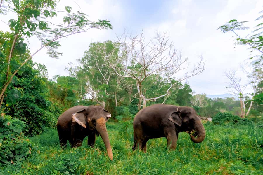 From Phuket: Ethical Elephant Interactive Trek and Tour - Phuket pickup and the early start you should plan for