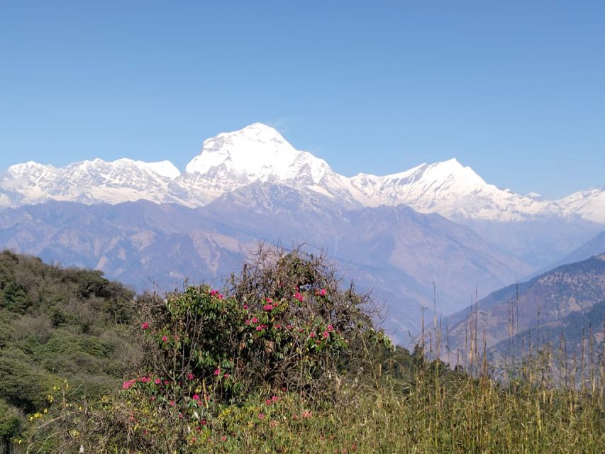 From Pokhara: 4-Day Annapurna and Poon Hill Himalayan Trek - Why This 4-Day Poon Hill Trek Works So Well