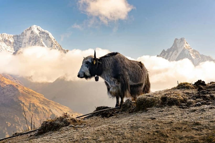 From Pokhara: 4-Day Mardi Himal Base Camp Trek - Price and Value: What $138 Gets You (and What Might Cost Extra)