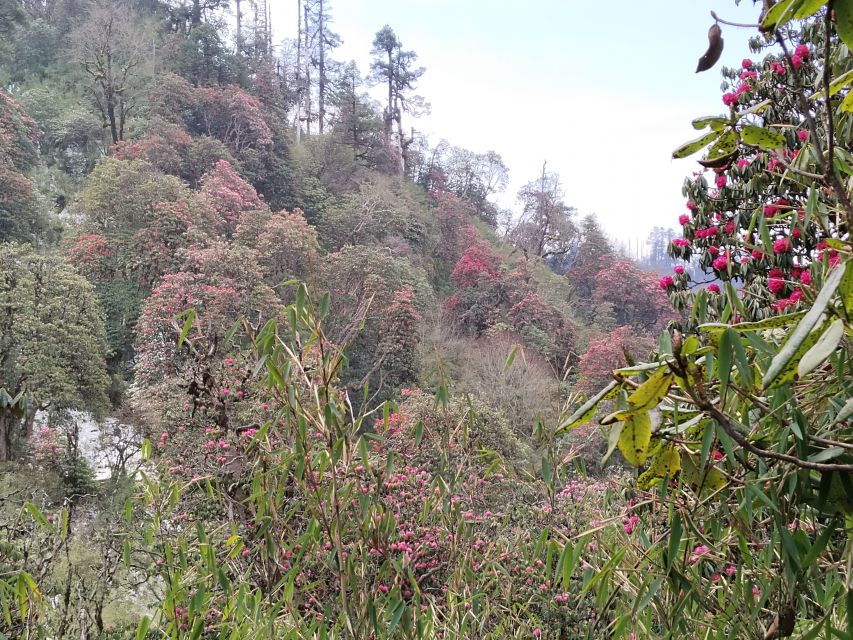 From Pokhara: Budget 2 Night 3 days Poon hill trek - Weather, altitude, and gear tips that keep the trek enjoyable