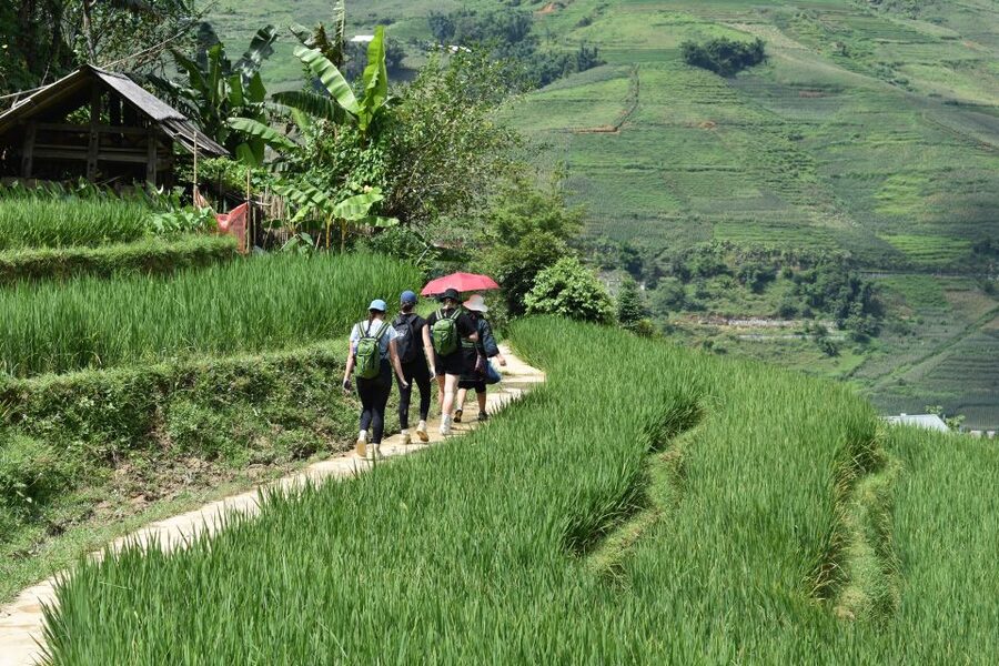 From Sapa: 1-Day Trekking through Terraces Rice Fields - Should You Book Sapa Nomad’s 1-Day Trek Through Terraces?