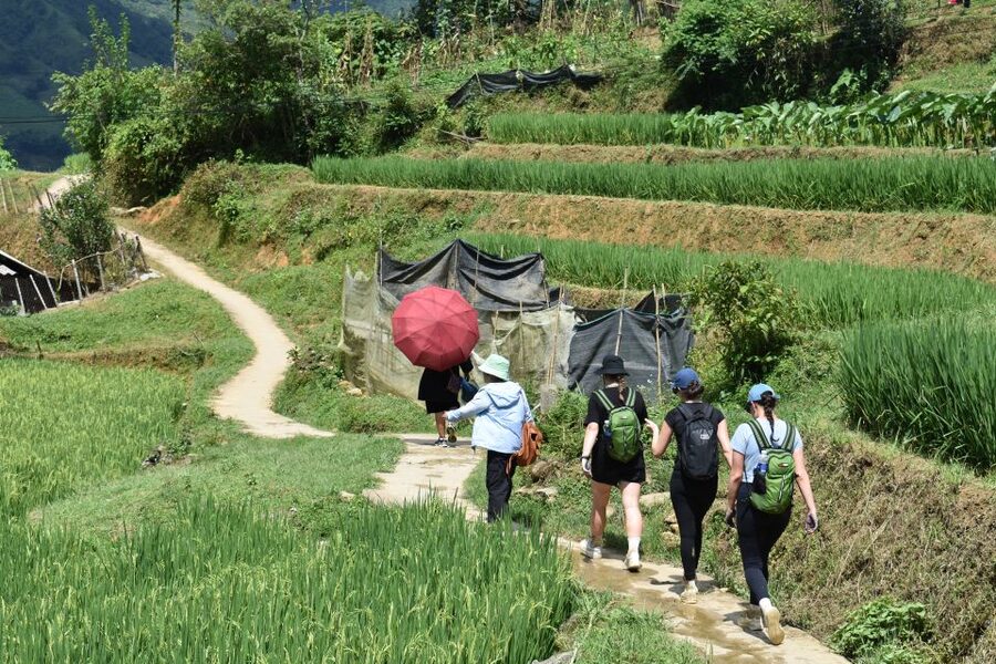 From Sapa: 1-Day Trekking through Terraces Rice Fields - Who This Trek Fits Best