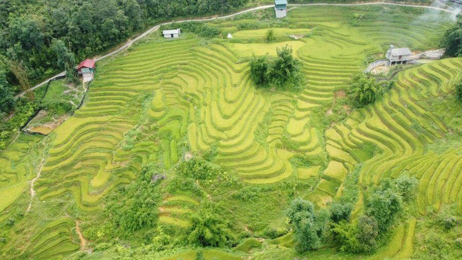 From Sapa: Terrace Fields and Local Villages Trek with Lunch - Should You Book This Terrace Fields and Villages Trek?