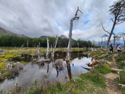 From Ushuaia: Tierra del Fuego Emerald Lagoon Trekking Tour - Getting to the trail: hotel pickup plus a short van ride