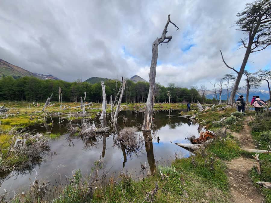 From Ushuaia: Tierra del Fuego Emerald Lagoon Trekking Tour - Getting to the trail: hotel pickup plus a short van ride