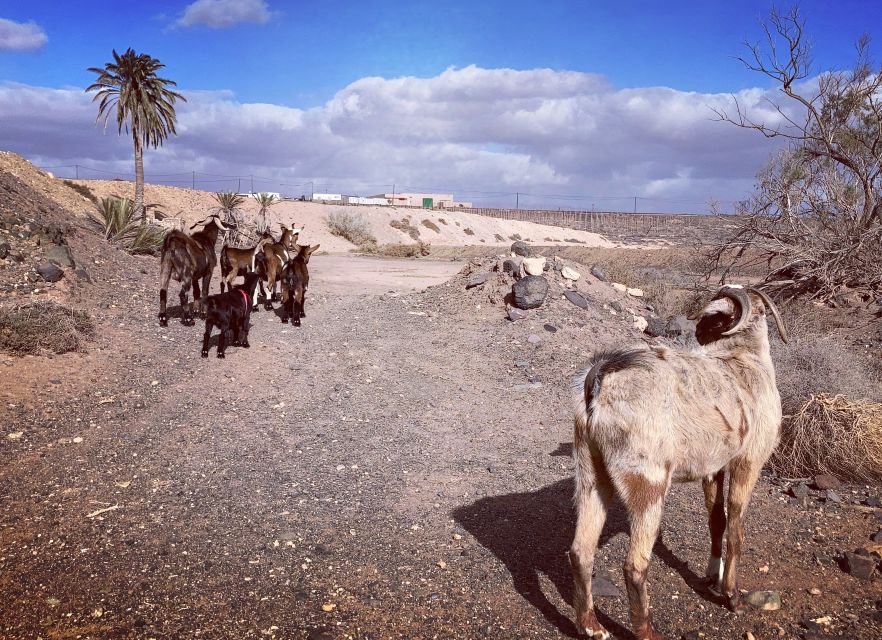 Fuerteventura: Guided Trekking Tour with Island Goats - What to bring (so the day stays fun)