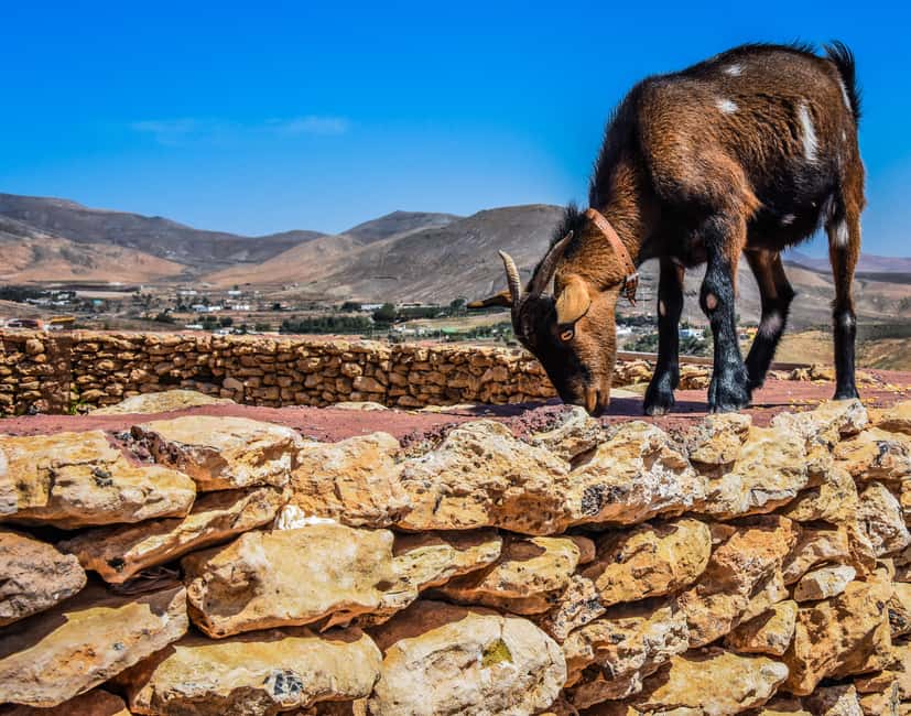 Fuerteventura: Guided Trekking Tour with Island Goats - Why a goat-led trek makes Fuerteventura feel personal