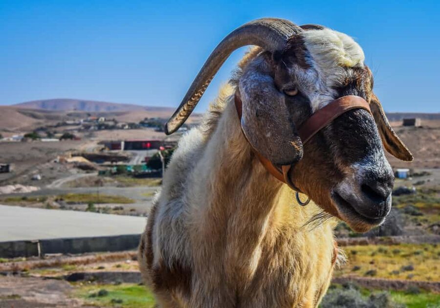 Fuerteventura: Guided Trekking Tour with Island Goats - Meet your five goats, then feed them corn