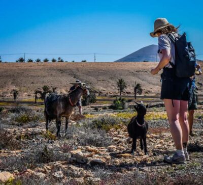 Fuerteventura: Guided Trekking Tour with Island Goats - The south pickup run: van time you’ll actually use