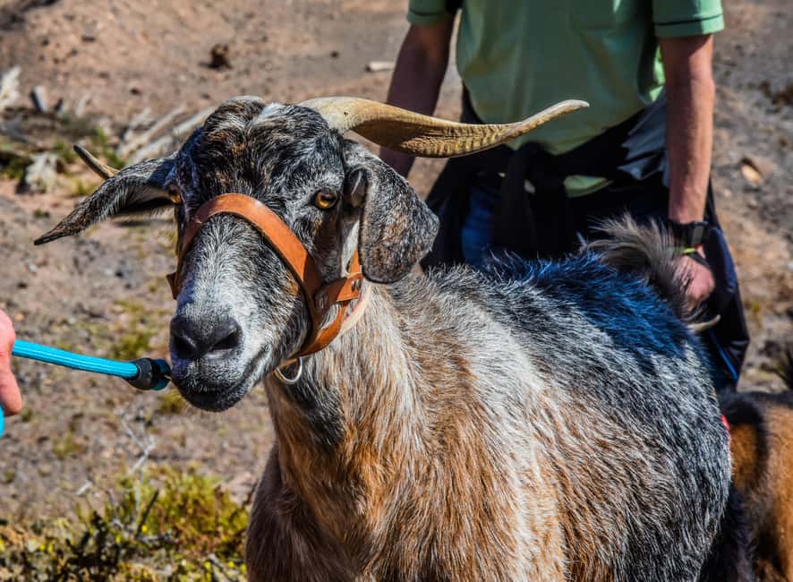 Fuerteventura: Guided Trekking Tour with Island Goats - The local snack after the trek: goat cheese and more
