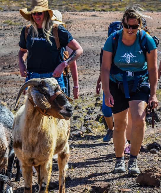 Fuerteventura: Guided Trekking Tour with Island Goats - Who this tour suits best (and who should skip it)