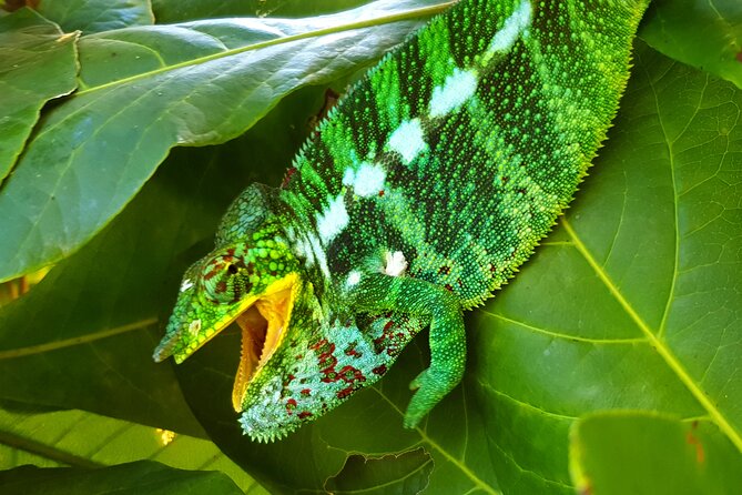 Full-day jungle trek on Nosy Komba (Lemur island) with the Black Lemur Sanctuary - Key highlights at a glance