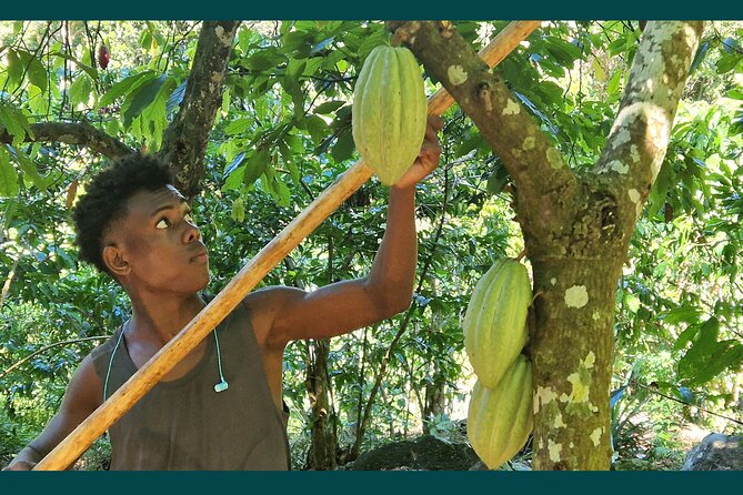 Full-day jungle trek on Nosy Komba (Lemur island) with the Black Lemur Sanctuary - Fruit tastings that feel like a mini education