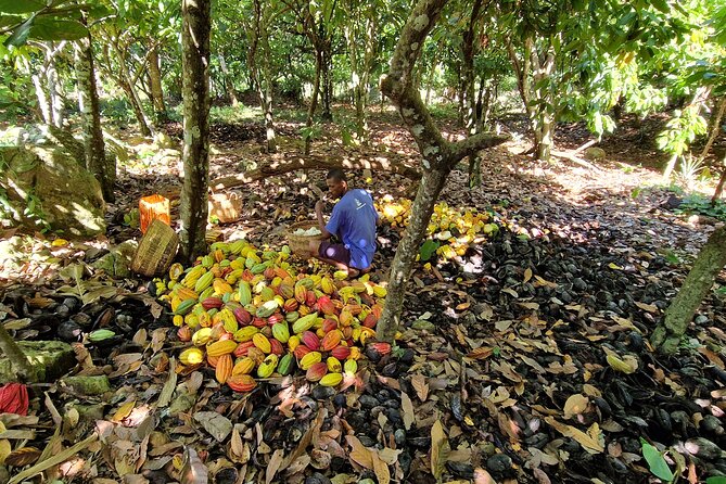 Full-day jungle trek on Nosy Komba (Lemur island) with the Black Lemur Sanctuary - Price and logistics: what $232.29 buys you in real terms