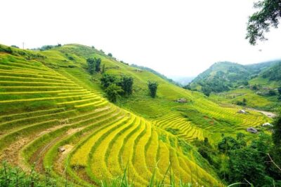 Full Day Trekking Lao Chai-Ta Van and Cat Cat Village - Morning Route: Y Linh Ho to Lao Chai (Black Hmong) and Ta Van (Dzay)