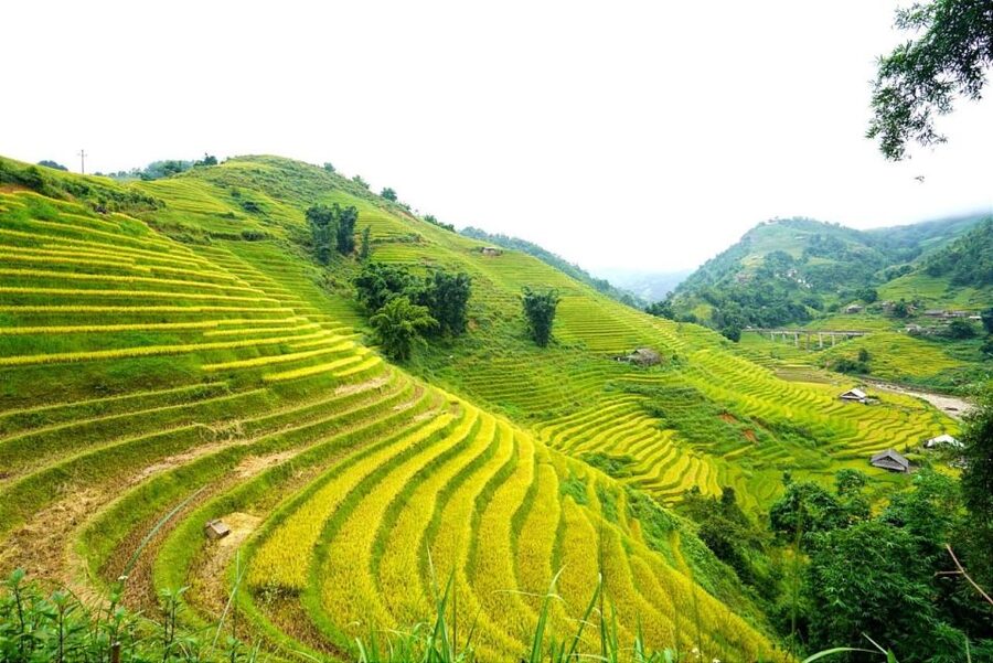 Full Day Trekking Lao Chai-Ta Van and Cat Cat Village - Morning Route: Y Linh Ho to Lao Chai (Black Hmong) and Ta Van (Dzay)