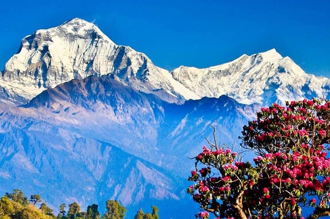 Ghorepani Poon Hill Sunrise Trek - From Paddy Terraces to Rhododendron Pines: The Trek’s Temperature Trick