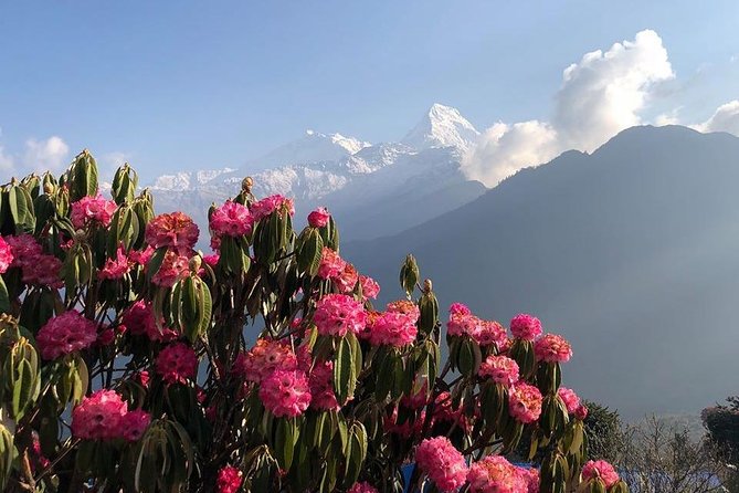 Ghorepani Poon Hill Trek - The trek that hits big views fast